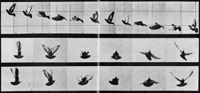Muybridge, Eadweard_Fliegende Taube. Ein Flügelschlag in 7 Phasen_0,19 Sekunden_USA_zeno.org.jpg Muybridge, Eadweard_Fliegende Taube. Ein Flügelschlag in 7 Phasen_0,19 Sekunden_USA_zeno.org.jpg