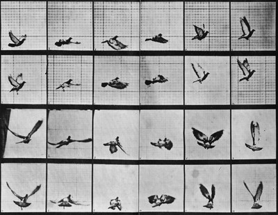 Muybridge, Eadweard_Fliegende Taube. Ein Flügelschlag in 7 Phasen_0,20 Sekunden_USA_zeno.org.jpg