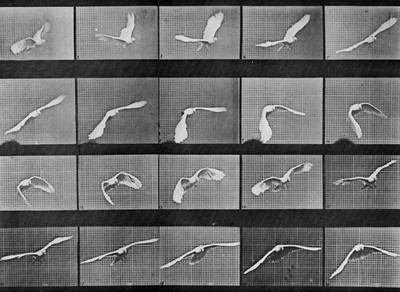 Muybridge, Eadweard_Fliegender Kakadu_0,16 Sekunden_USA_zeno.org.jpg