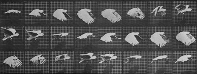 Muybridge, Eadweard_Fliegender Kakadu_0,20 Sekunden_USA_zeno.org.jpg